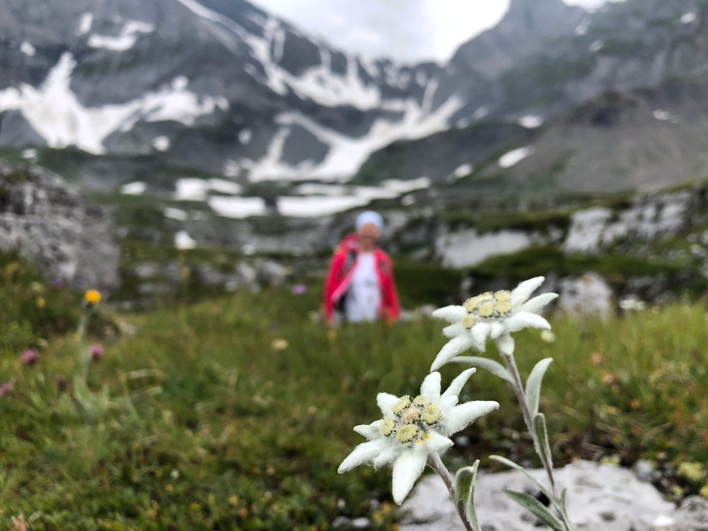 Edelweiss in the foreground, a hiker and snowy mountains behind